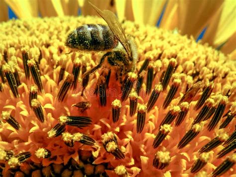 A Abelha Poliniza A Flor De Um Girassol Foto De Stock Imagem De