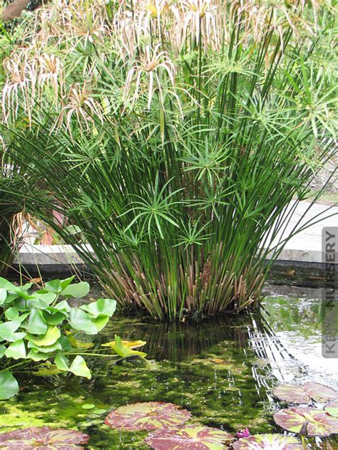 4 Plant Water Loving Cyperus Papyrus Pond Pkg Kens Nursery