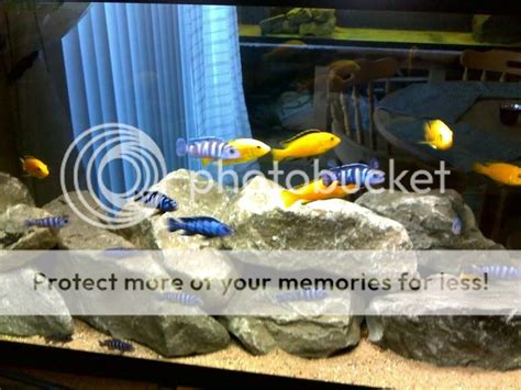 75 gallon lab/demasoni | Cichlid Fish Forum