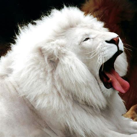 albino lion - Dusky's Wonders