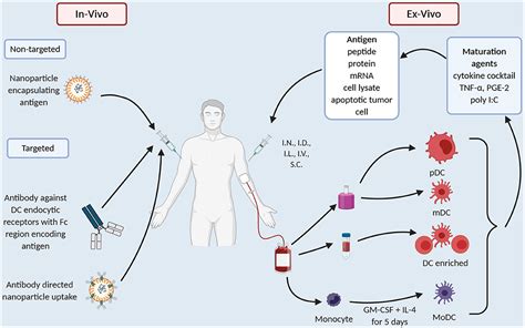 Frontiers Moving On From Sipuleucel T New Dendritic Cell Vaccine