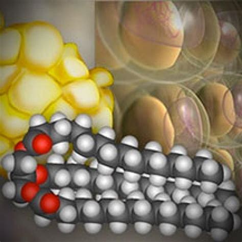 Molecular Structure of Fat