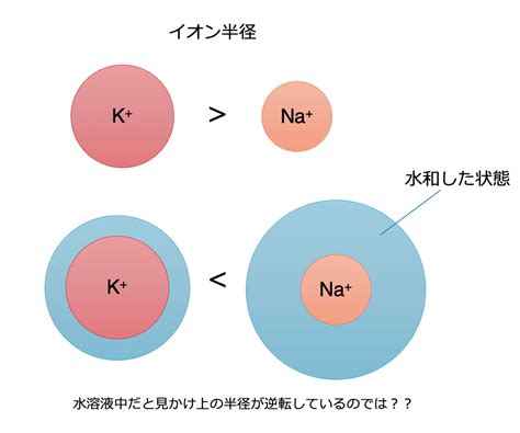 【大学化学への梯】アルカリ型燃料電池の電解液はどうして水酸化”カリウム”なの？｜やまたく