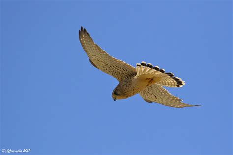 Peneireiro Vulgar Falco Tinnunculus Common Kestrel Flickr