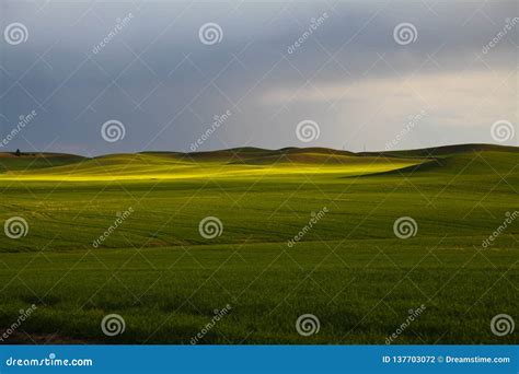 Evening on the Palouse in Eastern Washington Stock Photo - Image of ...