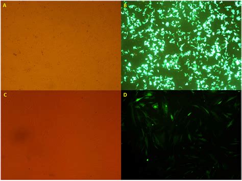 Frontiers Case Report Stem Cell Based Suicide Gene Therapy Mediated