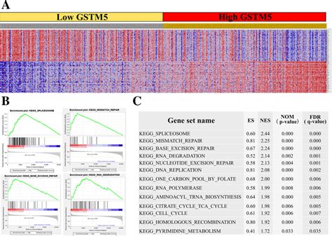 The GSEA Analysis Showed The Potential Downstream Signaling Of GSTM5 A