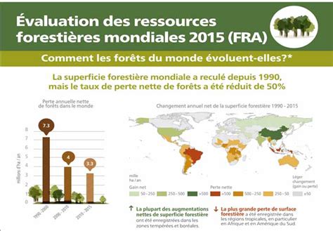 Les Nations Unies Optimistes Quant L Tat Des For Ts Mondiales