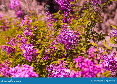 Big Lilac Branch Bloom Bright Blooms Of Spring Lilacs Bush Stock Image