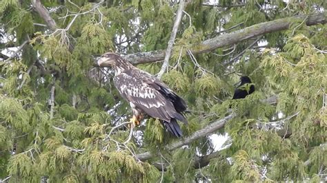 Crows Chase Young Eagle Off A Tree Youtube