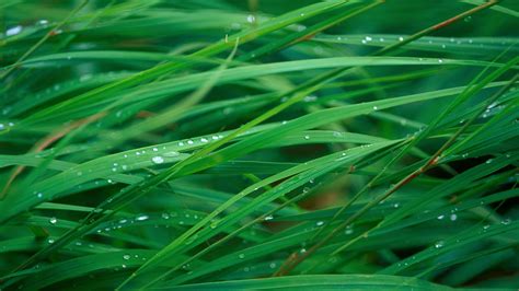 Green Grass Wallpapers Top Free Green Grass Backgrounds Wallpaperaccess