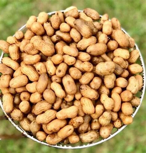 Were Nuts About These Peanut Farms In Florida • Authentic Florida