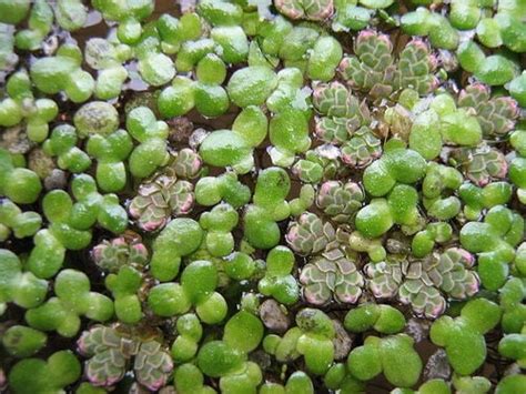 Azolla - Appropedia, the sustainability wiki