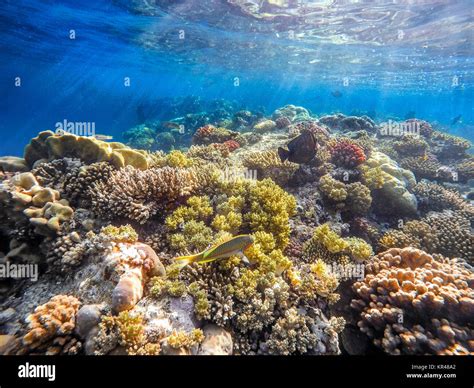 Coral And Fish In The Red Sea Egypt Stock Photo Alamy