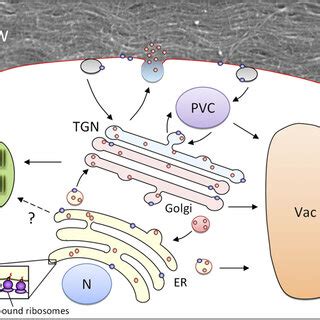 Schematic diagram of the plant classical secretory pathway,... | Download Scientific Diagram