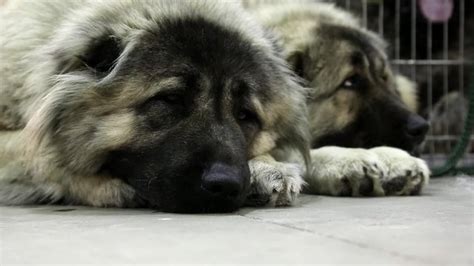 Are Georgian Shepherd Puppies Lazy