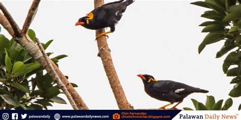 Rizal Town Declares Palawan Hill Mynah As ‘flagship Species