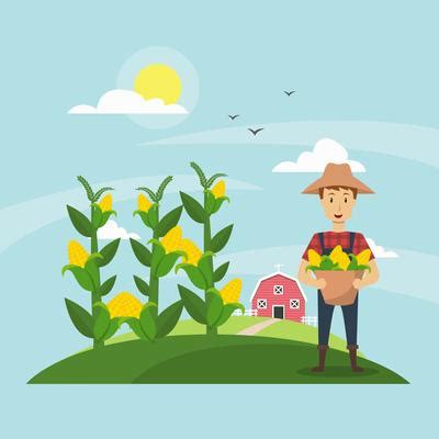 Corn Field Vector Art, Icons, and Graphics for Free Download