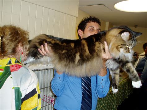 Funny Biggest Maine Coon Cats Funny Animals