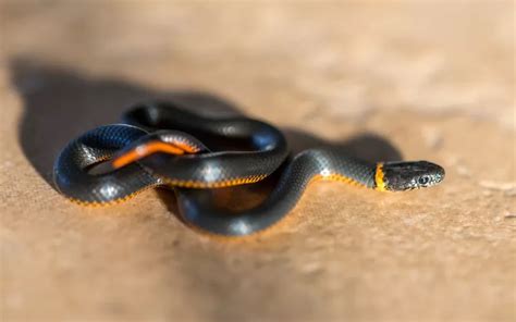 17 Cutest Snakes In The World With Pictures Reptile Jam