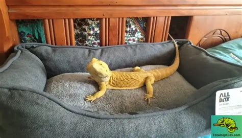 Do Bearded Dragons Like Blankets The Truth About Reptile Bedding