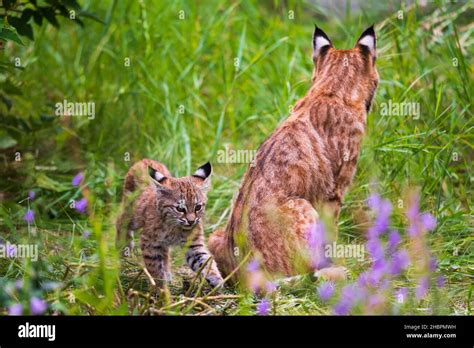 Wild Bobcat Mother With Three Small Kittens Living In The Overgrown