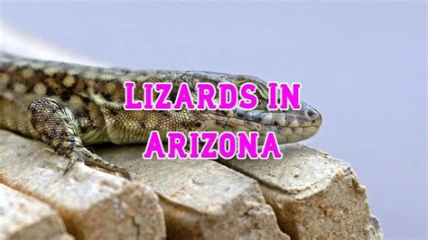 60 Lizards In Arizona (Pictures and Identification)