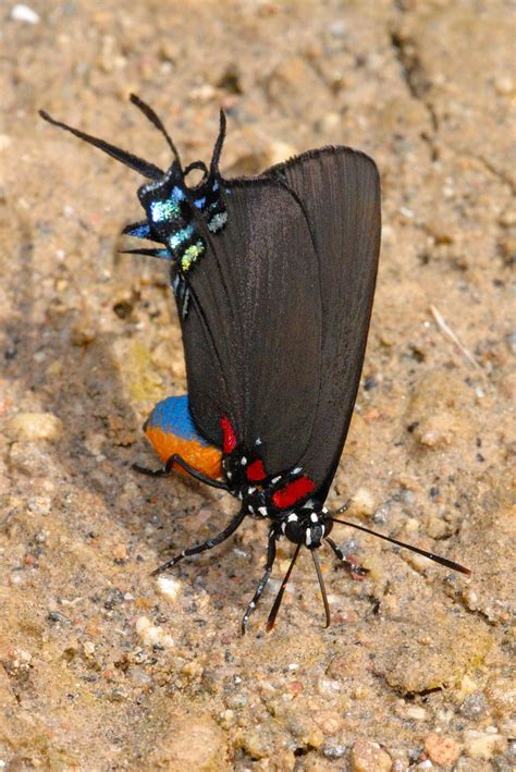 Hairstreak Butterfly Pictures