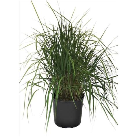 Feather Reed Grass Calamagrostis X Acutiflora Karl Foerster 10684 The Home Depot