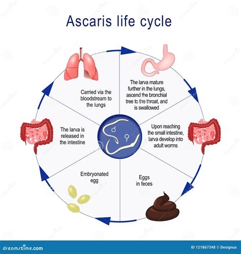 Ascaris Lumbricoides Ciclo Vital