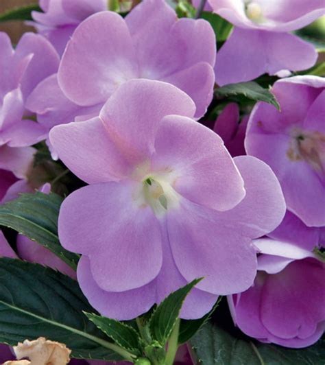 Цветок бальзамин – виды растения и уход в домашних условиях - What Flower?
