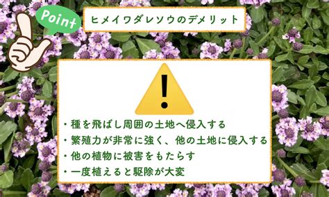 ヒメイワダレソウは植えてはいけない？後悔しない為に知るべきデメリット ミドリス｜雑草対策クラピアの販売・施工