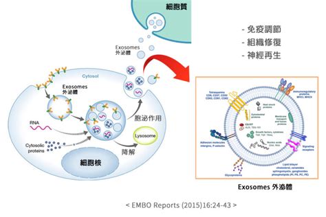 Exosome外泌體