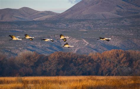 Bosque del Apache — Nathan G. Photos