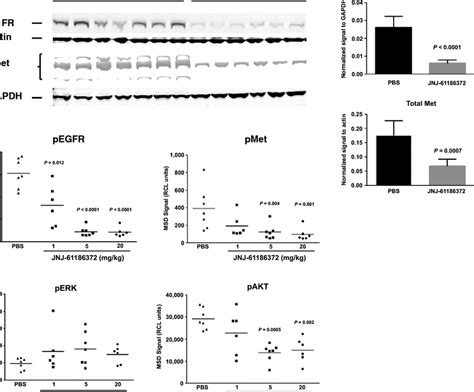 Decreased Egfr And Cmet Protein Phospho Egfr Phospho Cmet And