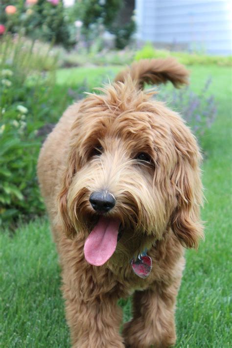 Labradoodle Breeder High Country Australian Labradoodles