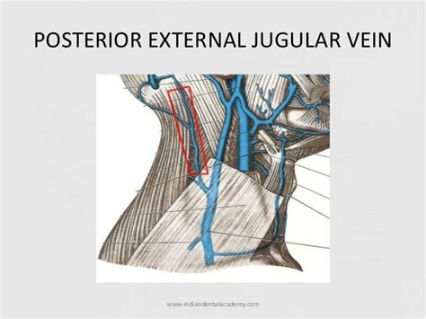 Veins Of Head Andneck Certified Fixed Orthodontic Courses By Indian