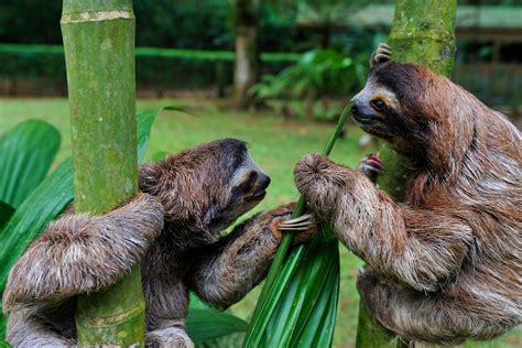 Fun Facts About Sloths In The Amazon Rainforest Infoupdate Org