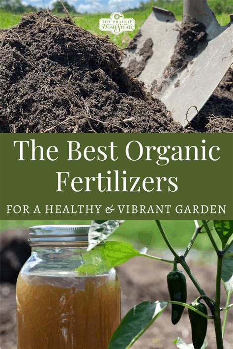 The Best Organic Fertilizers For Your Vegetable Garden Artofit