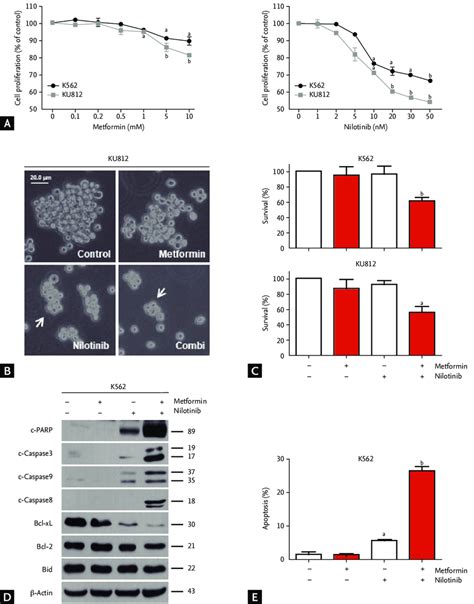 Effects Of Metformin Nilotinib And Their Combination On The