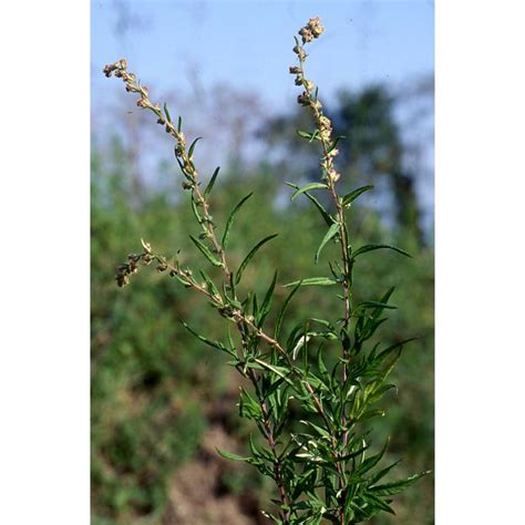 Artemisia Verlotiorum Lamotte Anthosart