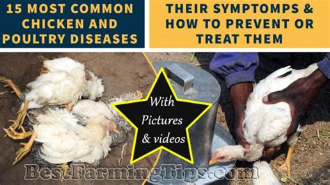 15 Common Chicken Diseases Best Farming Tips