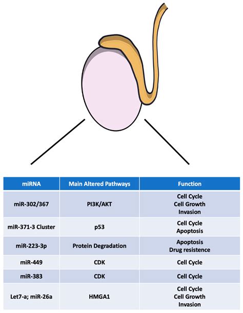 Ijms Free Full Text Mirnas And Biomarkers In Testicular Germ Cell