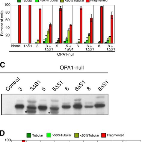 A Combination Of Long And Short Opa1 Isoforms Increases Mitochondrial