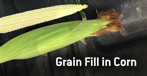 Corn Growth Stages