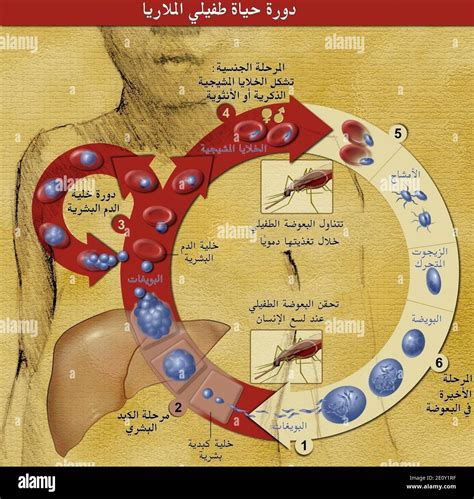 Ciclo De Vida Del Parásito De La Malaria Fotografía De Stock Alamy