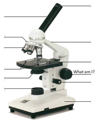 Micro Lab Midterm Multiple Choice Flashcards Quizlet