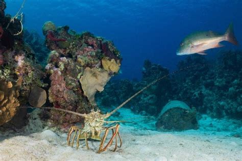 Animals in Coral Reefs: A Concise Overview of Diverse Species