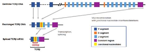 Diagnostics Free Full Text Utility Of Bulk T Cell Receptor Repertoire Sequencing Analysis In