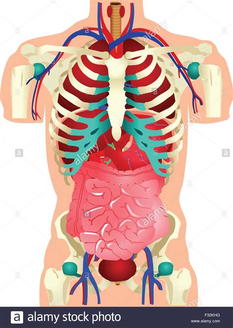 Menschliche Innere Organe Stockfotos Und Bilder Kaufen Alamy